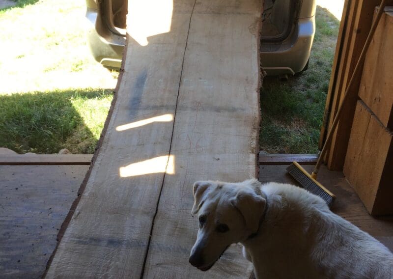 Thierry's Dog and. big slab of wood
